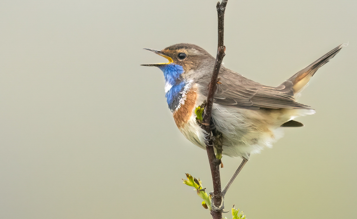 Van blauwe borst…