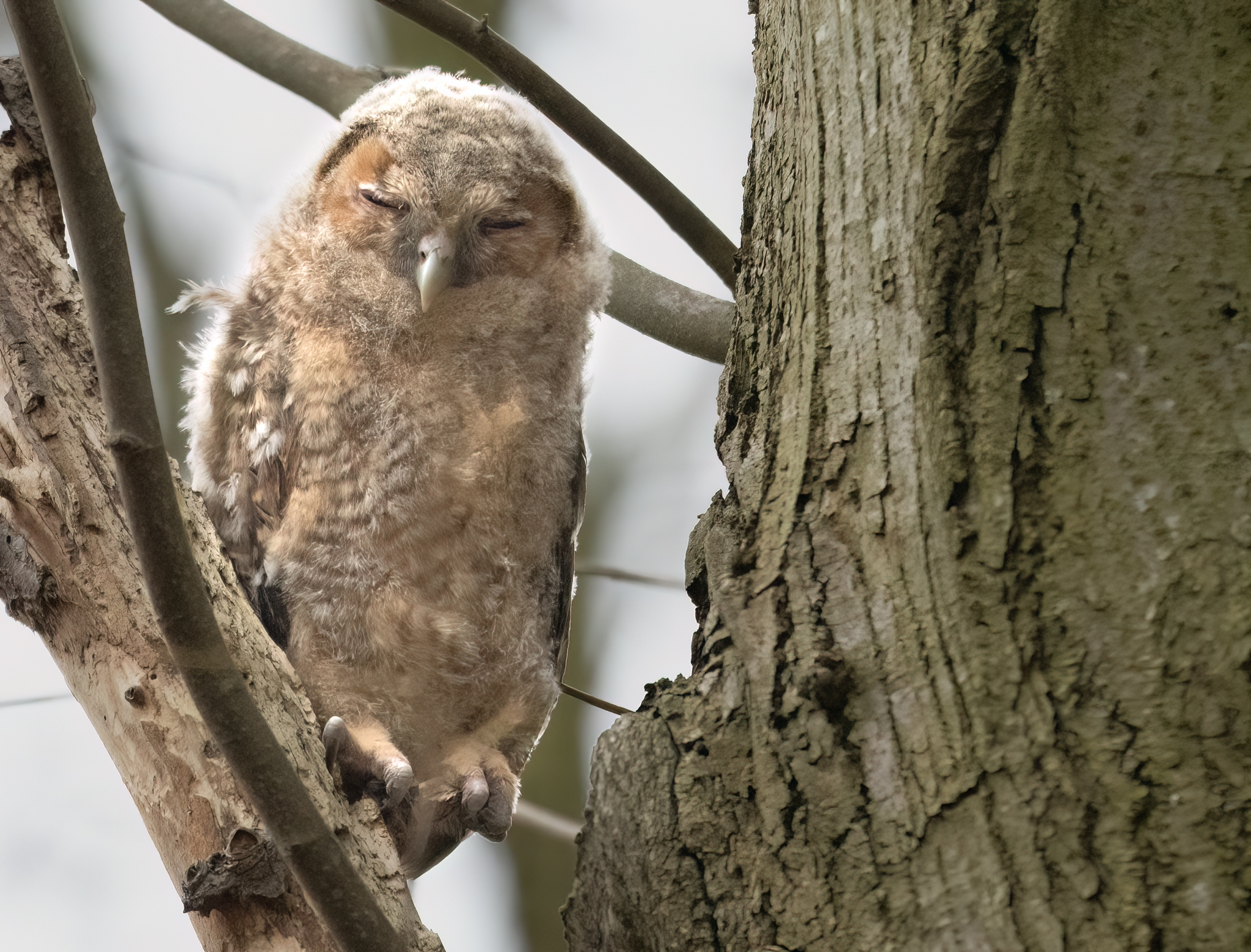 Geluk in de herhaling…