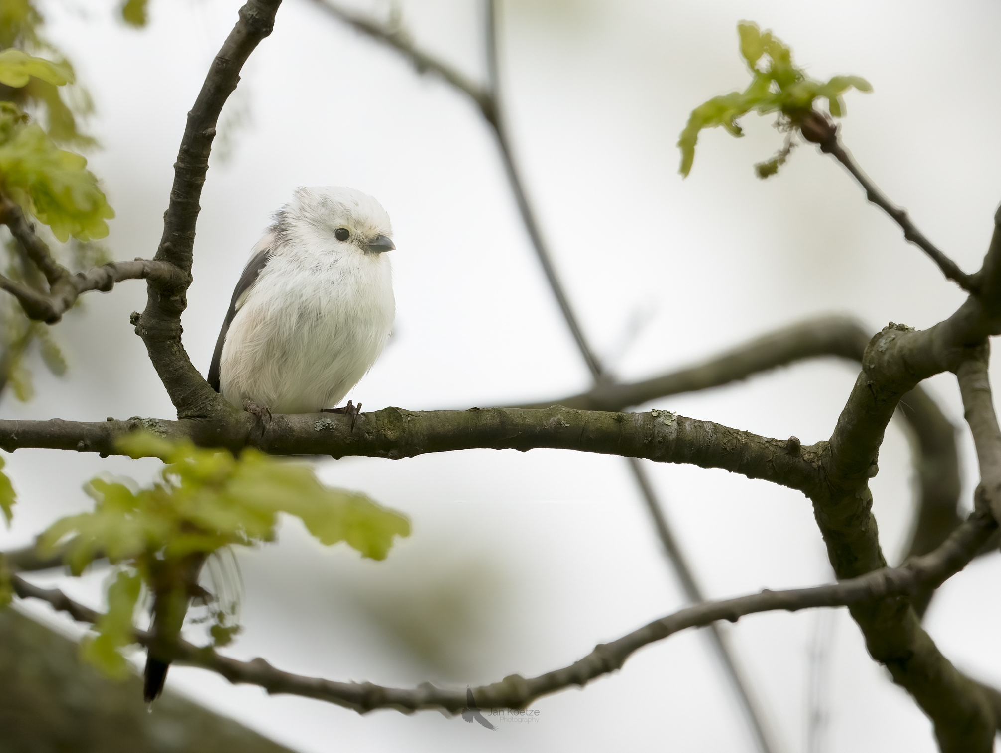 Witgekopte witkoppige…