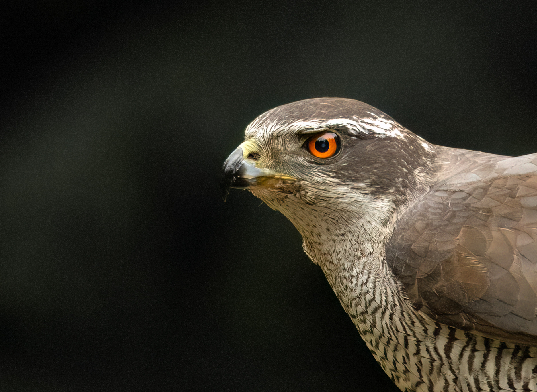 Fotohut, wel of niet…