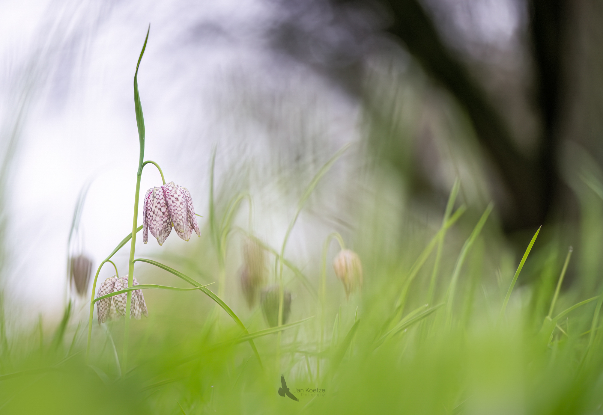 Kievitsbloem…
