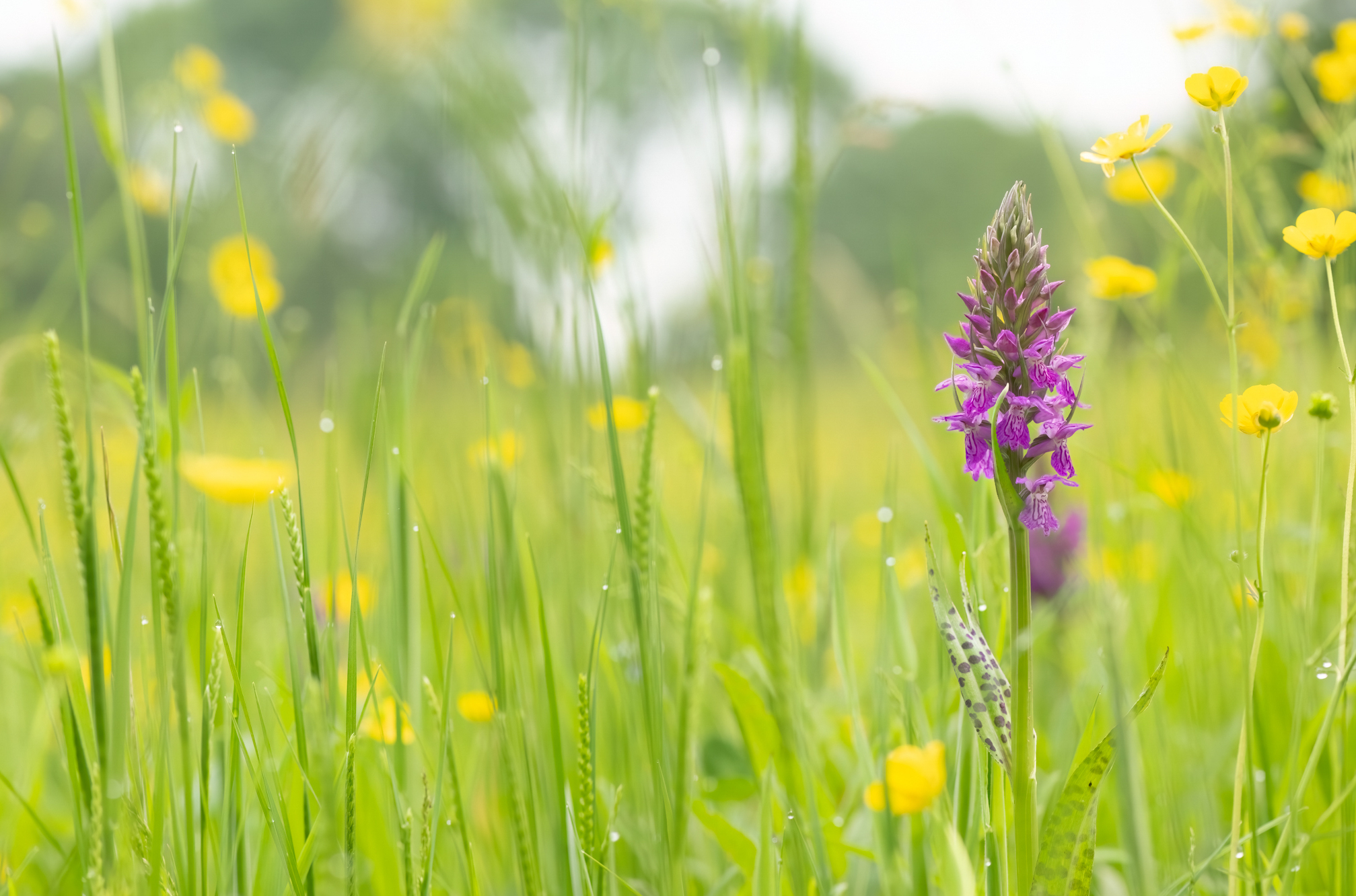 Wilde orchideeën…