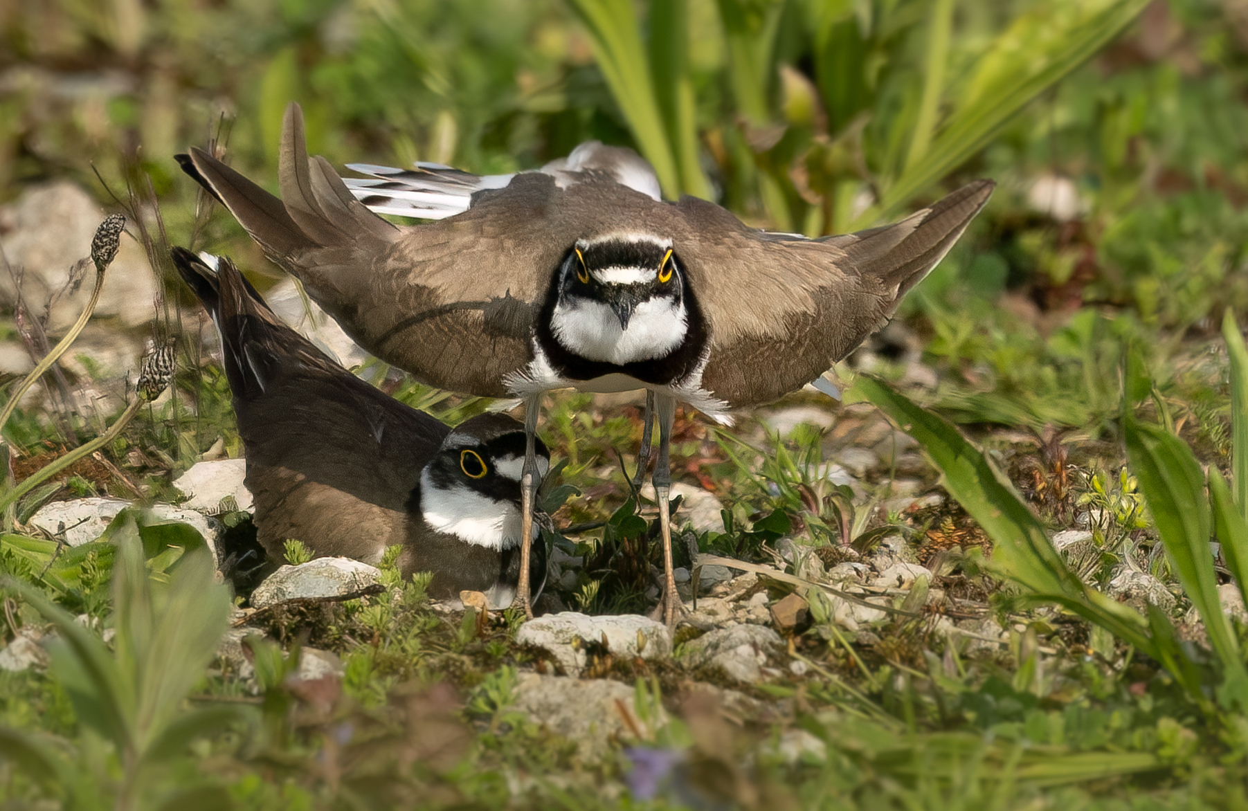 Kleine plevier…