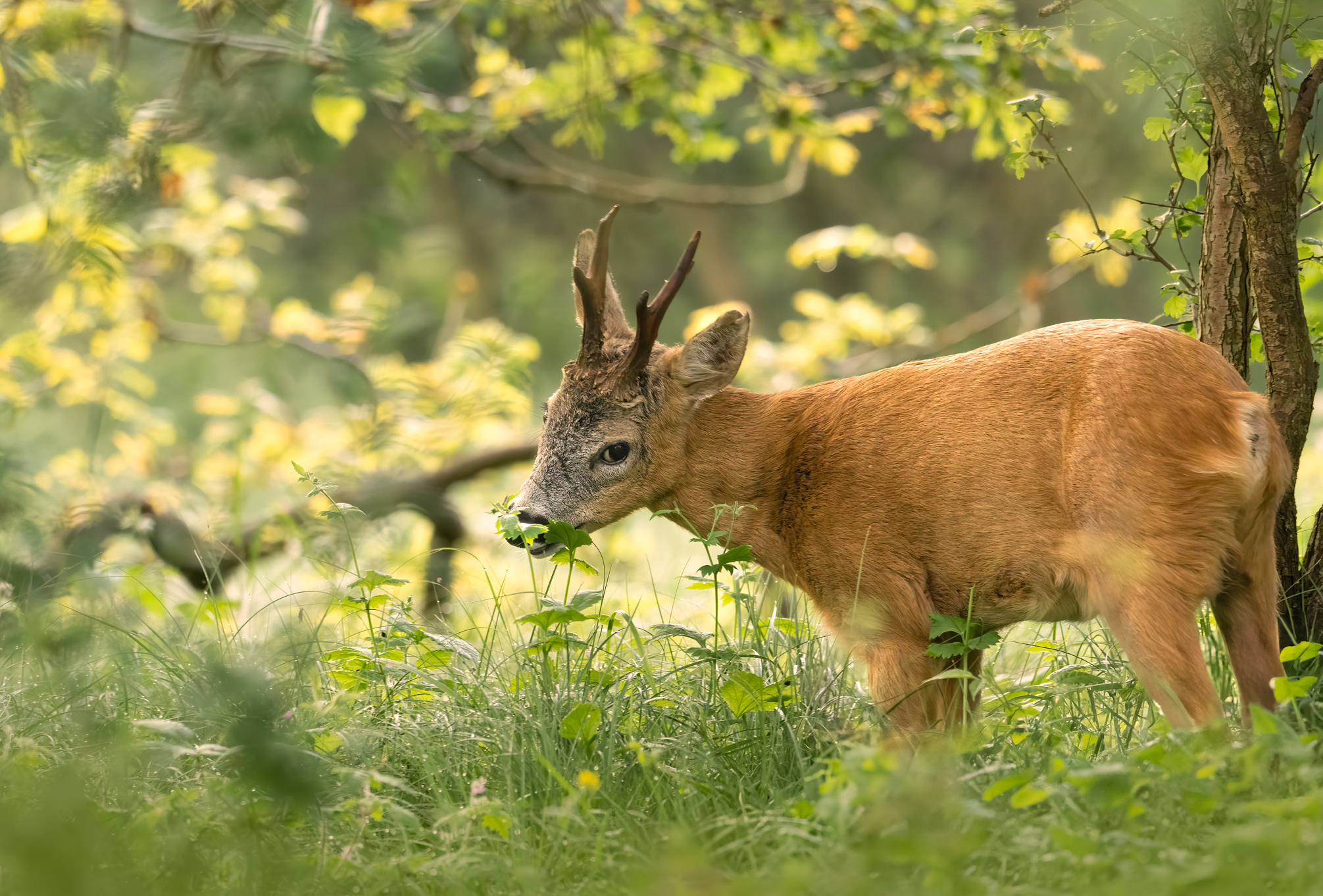 Vroeg op, laat wakker…