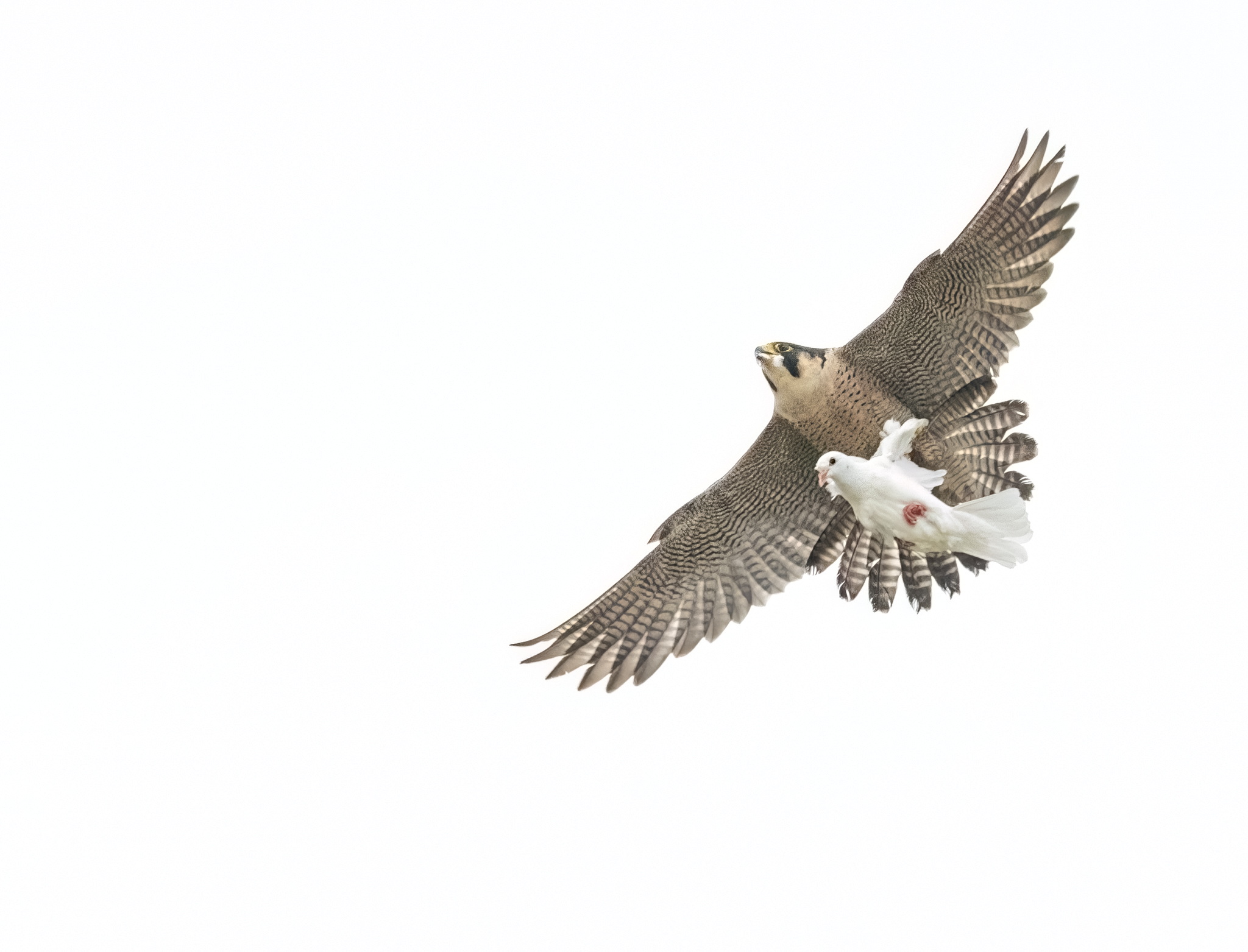 When doves cry…