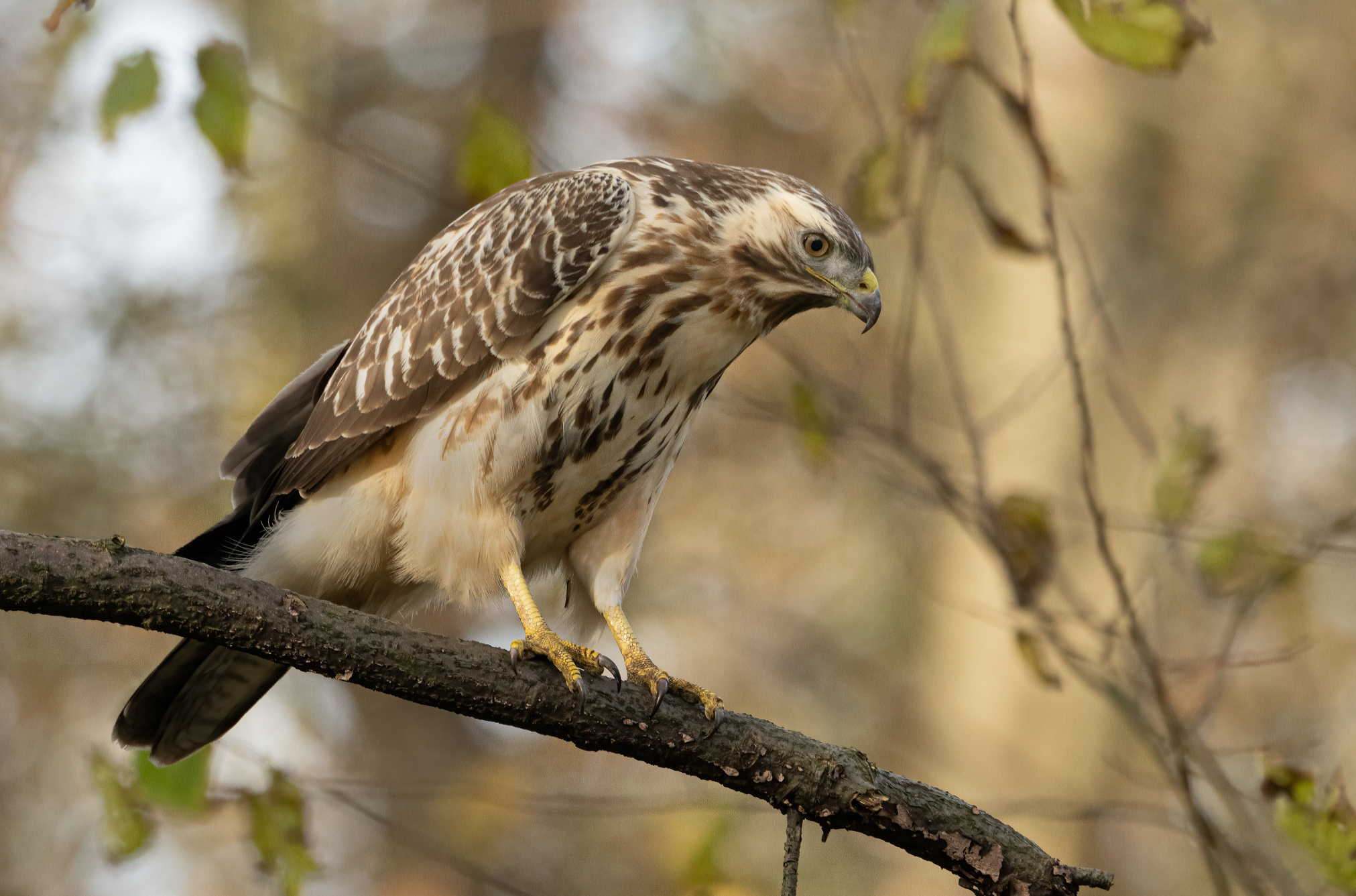 Juveniles…