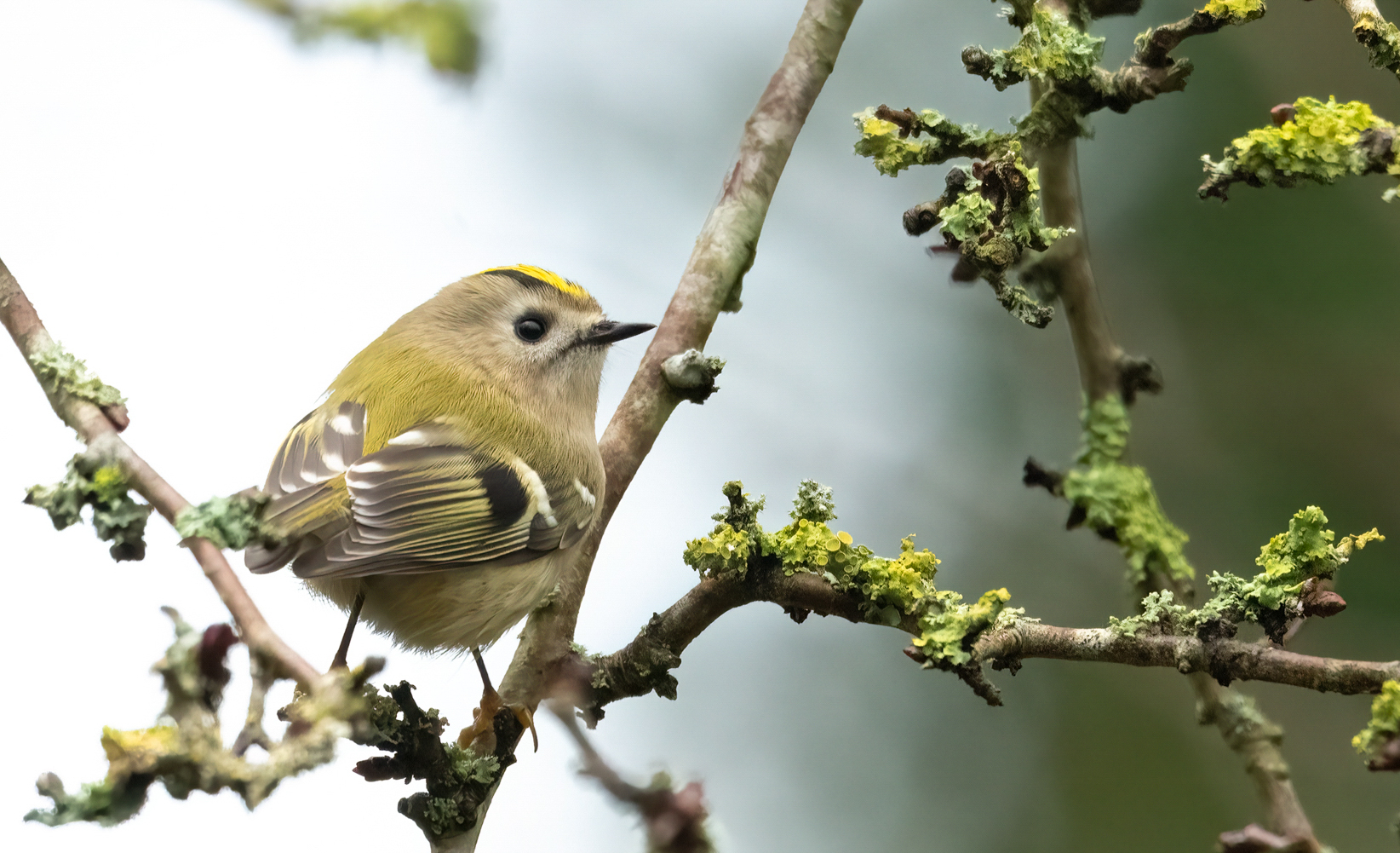 Goldcrest oftewel goudhaantje…