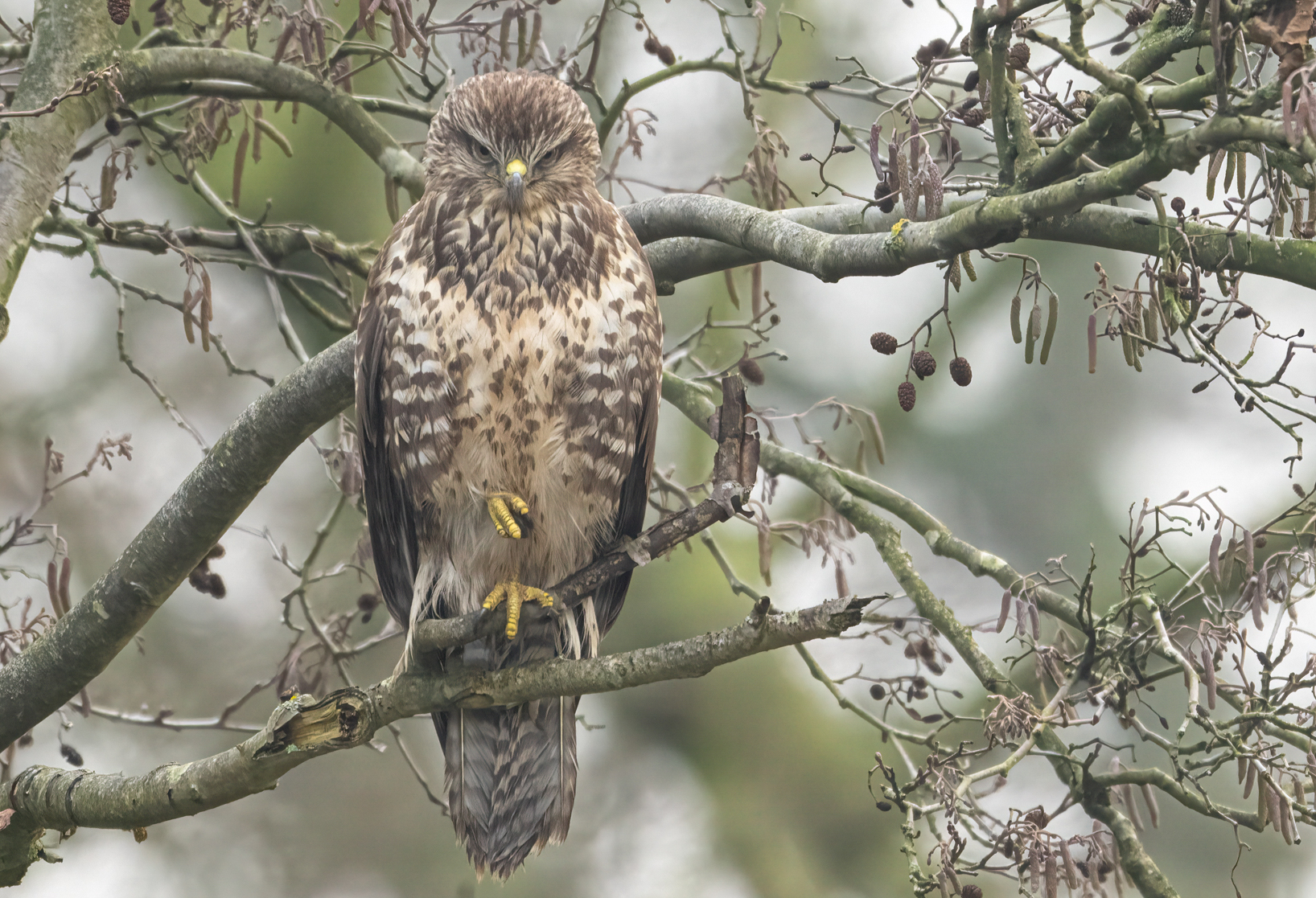 Buzzards in the mist…