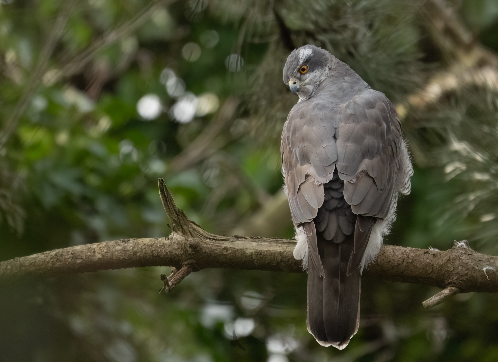 When goshawks sings…