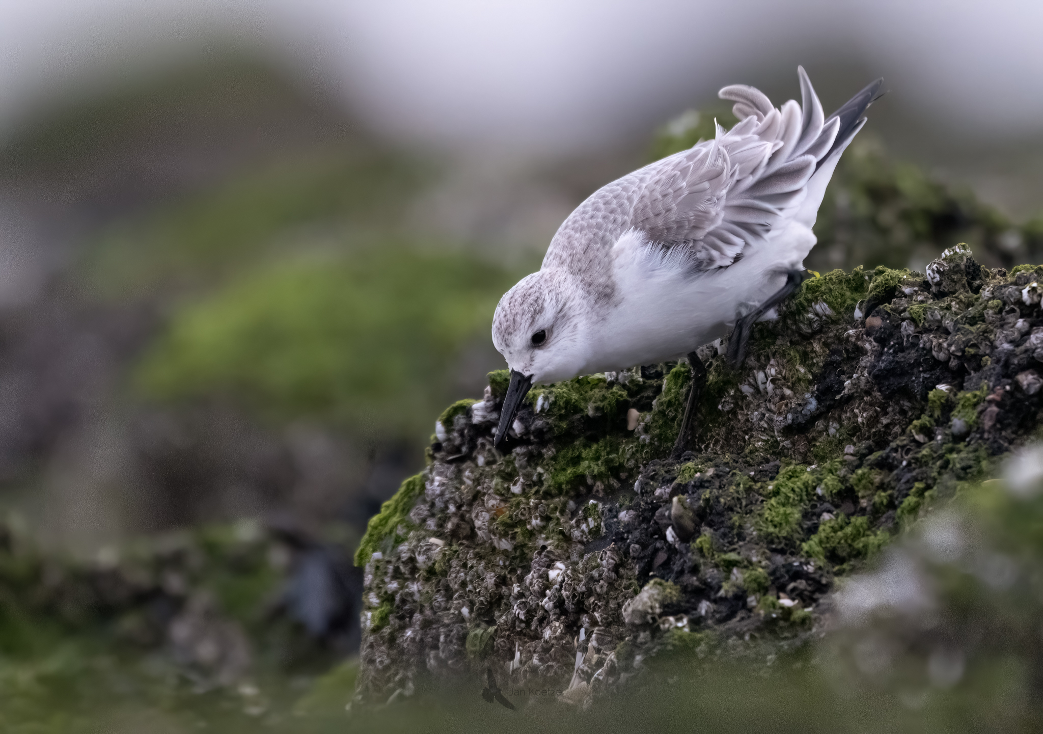 Love on the rocks…