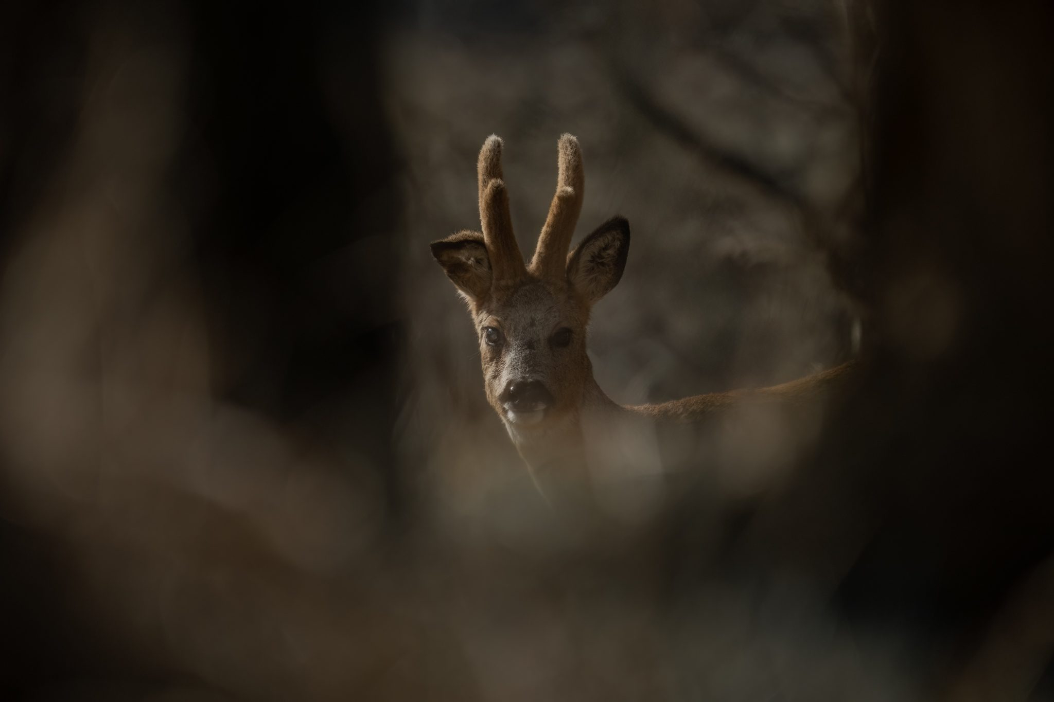 Reedelijk doorgeschoten…