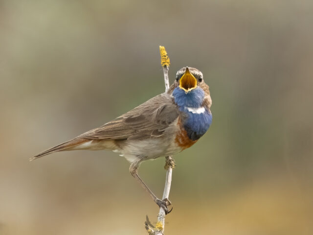 Blauw bloed…
