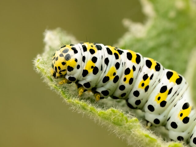 Tell ’em a hookah smoking caterpillar…