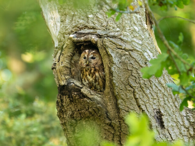 A wise old owl sat in an oak…