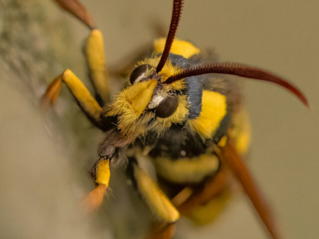 Mimicry continued…