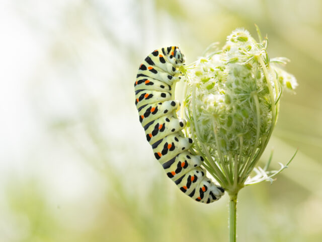 Papilio machaon…
