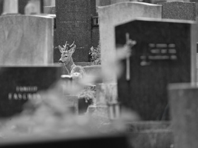 Graveyard roedeer…