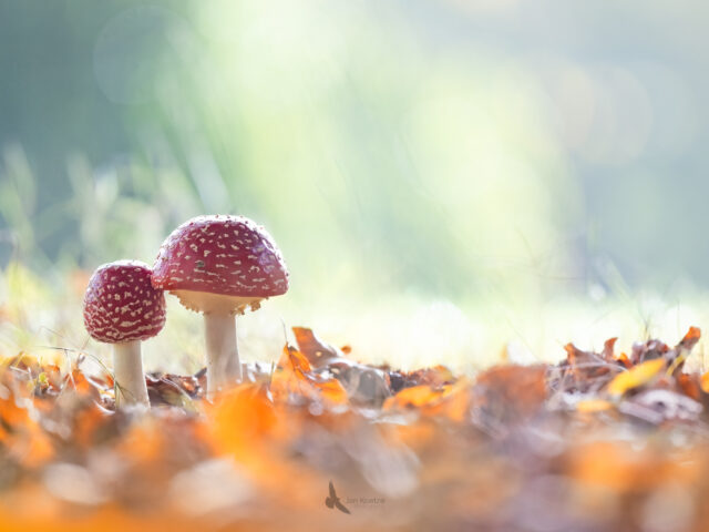 Into the light…