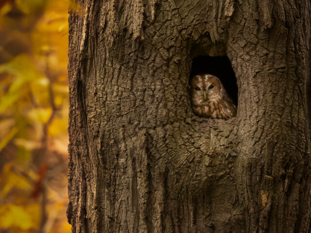 Forever autumn…