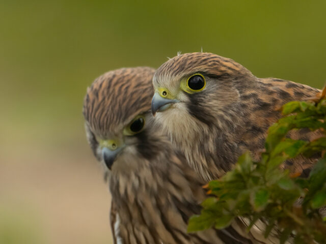 Oude liefde roest niet…