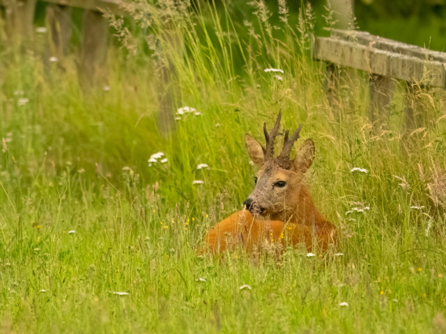 Zwaargeschapen…